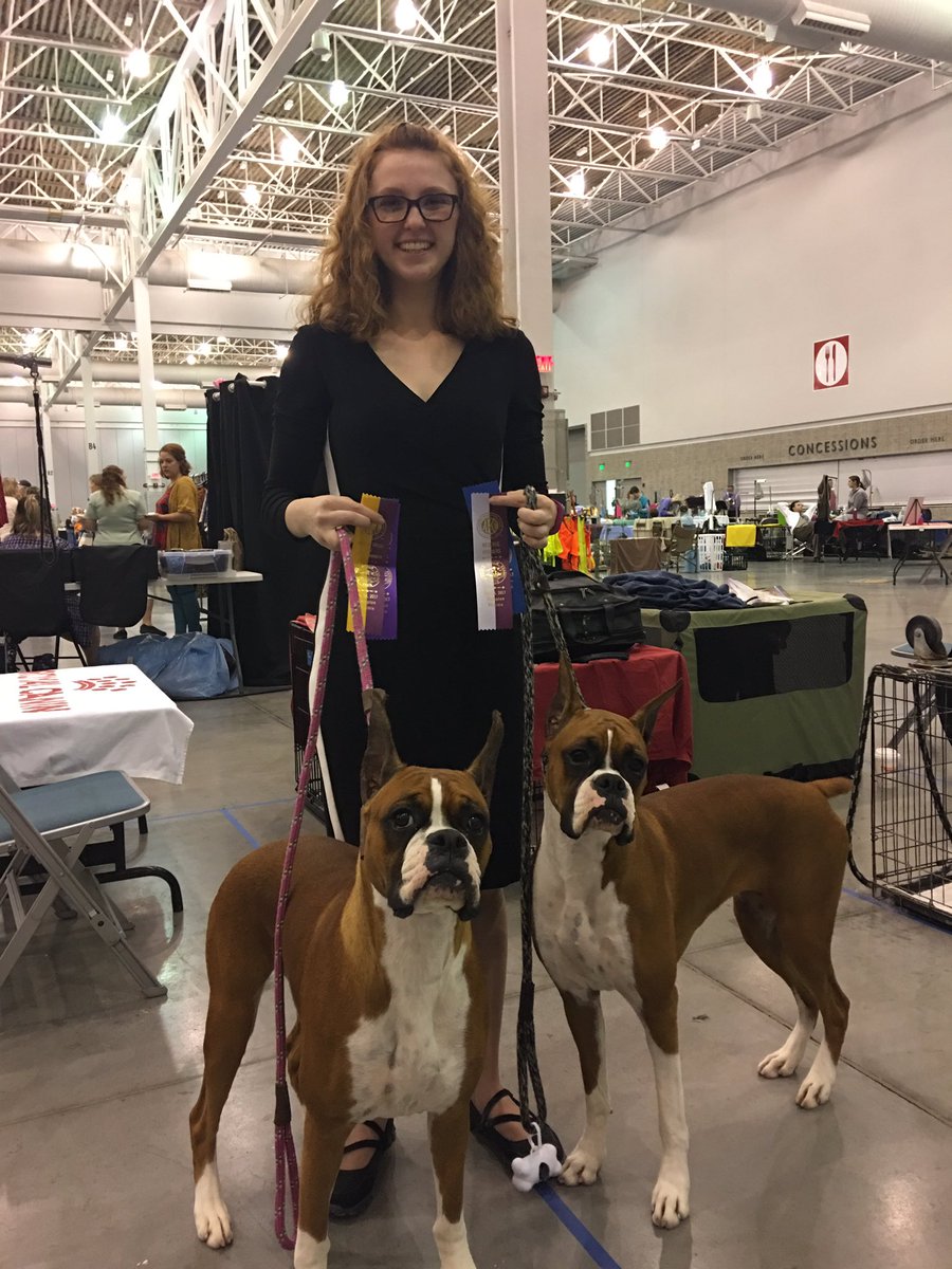 MurbeBoxers's tweet photo. Day 2 at the dog show! #akc #purebreddogs # boxers #murbe #familysport https://t.co/UGeFOlyWdU