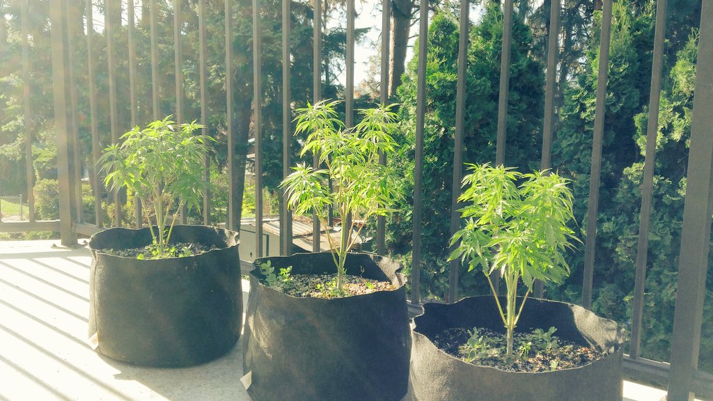 ElevatedBD's tweet image. #Okanagan #sungrown #ACMPR #notill #trees #livingorganics