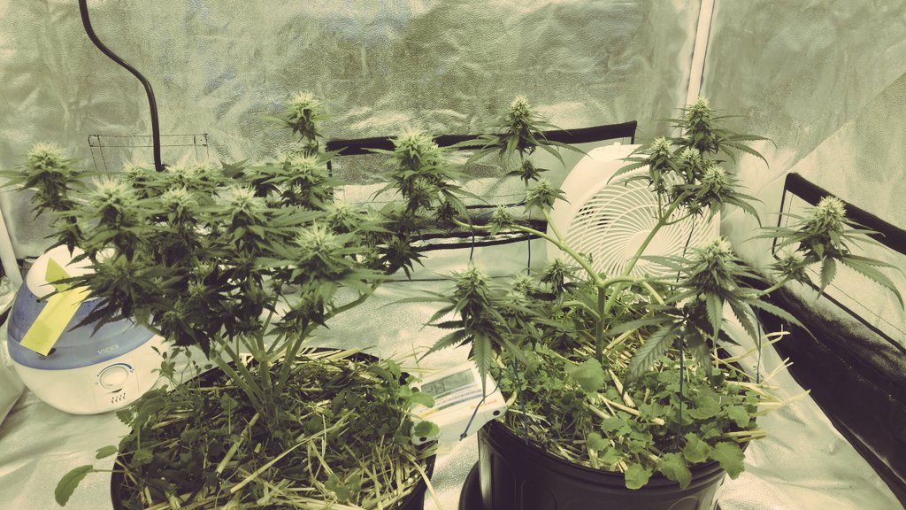 ElevatedBD's tweet image. Day 27 Flower #notill #cannabis #ACMPR