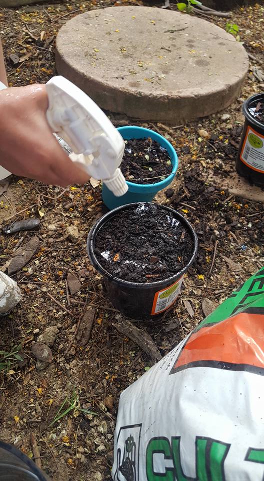 Na gebruik van het karton kun je het groeikarton planten onder een laagje potgrond. ow.ly/yqF1303SGa6 #groeipapier #growingpaper