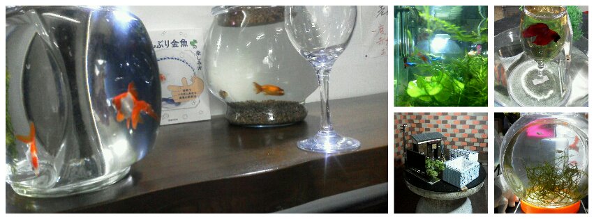どんぶり金魚 ボトルアクア推進月間 A Twitter 涼味 Twitter限定バージョン 笑 お付き合い 金魚 どんぶり金魚 ワイングラス 水草 ネオンテトラ ベタ 昭和レトロ タイルどんぶり グッピー稚魚 横浜 よこいち