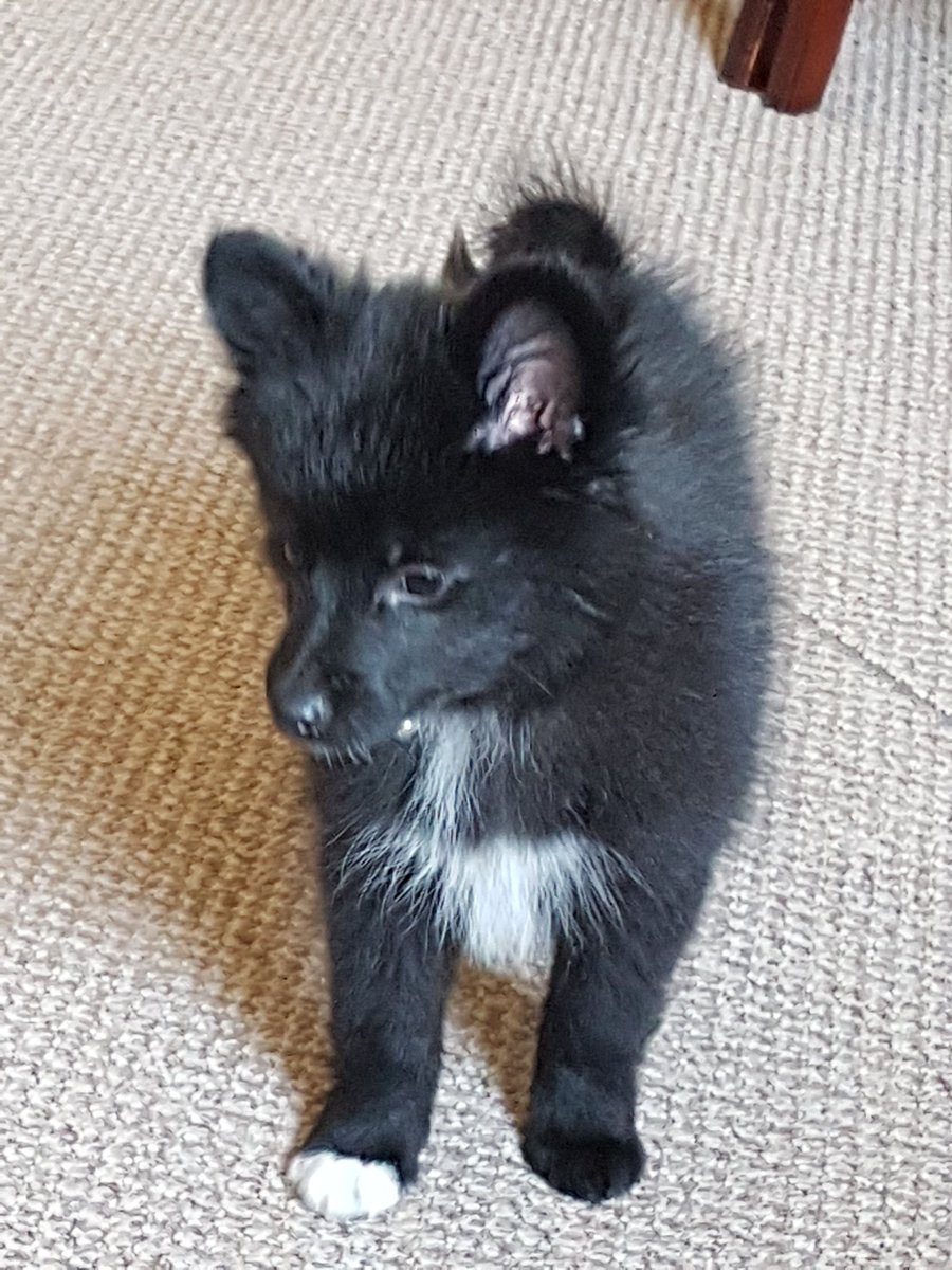 tishylou's tweet photo. @PetsatHome #VIPJun2017 My baby boy, Magic https://t.co/9Mopd32VRR
