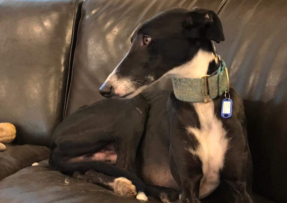 SaveASighthound's tweet photo. Torete #galgo #adoptable #prettypretty #yesboyscanbepretty #heresyourproof #rescuedogs https://t.co/ndeduhyAo1