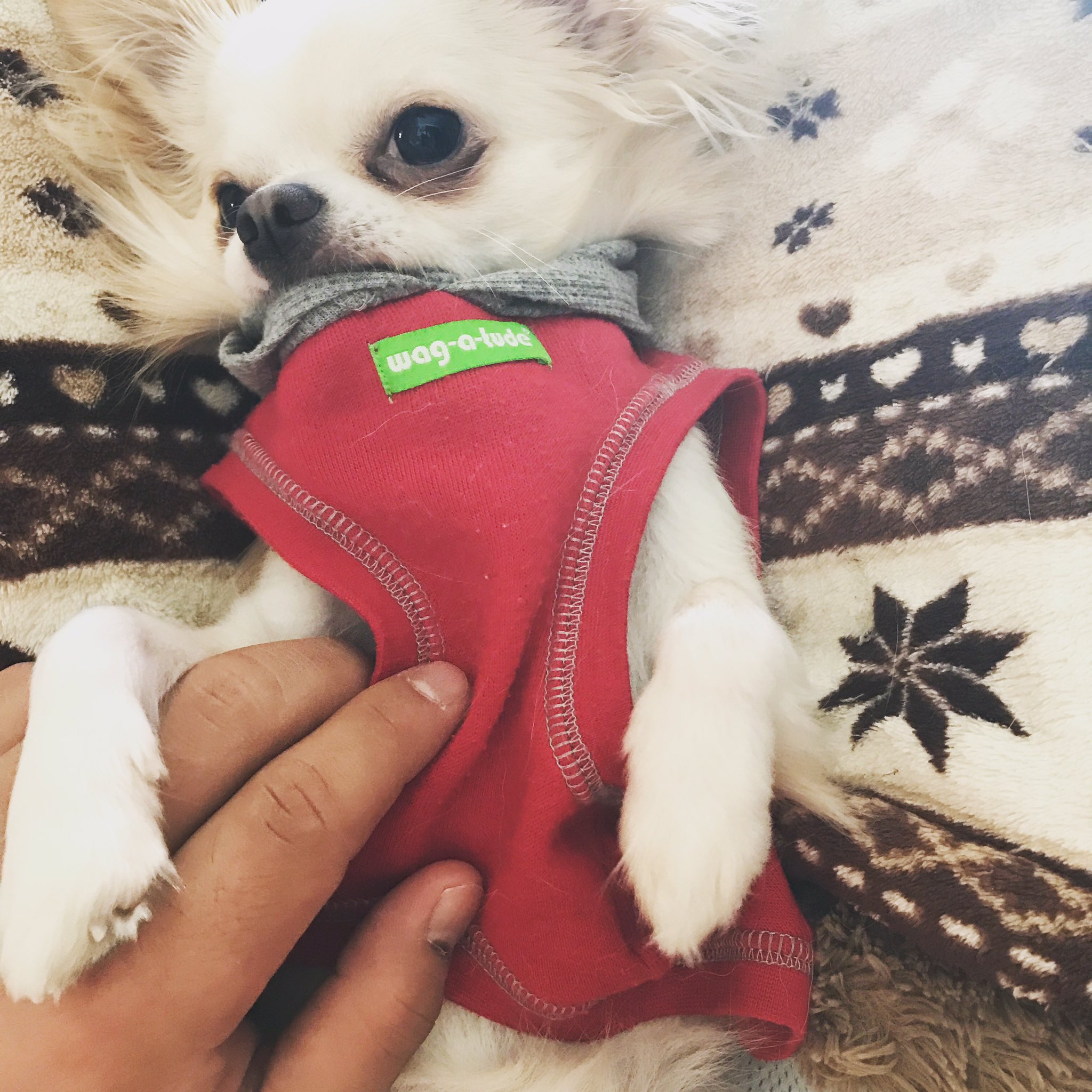 犬は可愛い Twitter Search Twitter