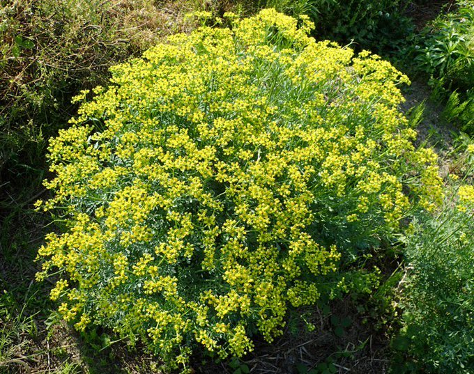 パツ子 Patuko13 ヘンルーダ の検索結果 Twilog