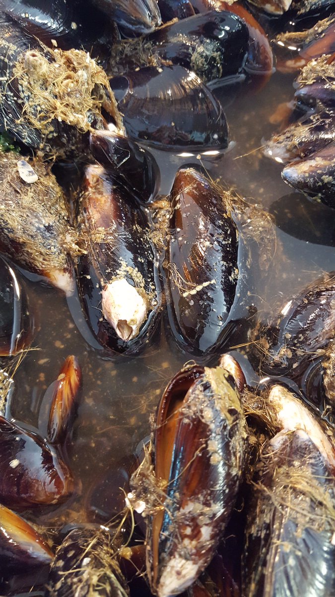 chefpeterayub's tweet photo. Nothing beats Fresh West Coast Black Mussels....simply steamed with White wine, Celery, Leeks, Onions! So Good! #morerish #Sustainability https://t.co/5azEoDKVNS