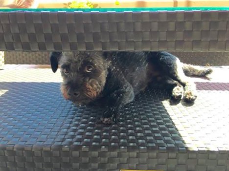 DwightThePup's tweet photo. I've wedged myself in the middle of this coffee table, you think the Dude &amp; Chick will find me? #dwightthepup #cutedog #cutepuppy #cutedogs https://t.co/LwYsjywi4V