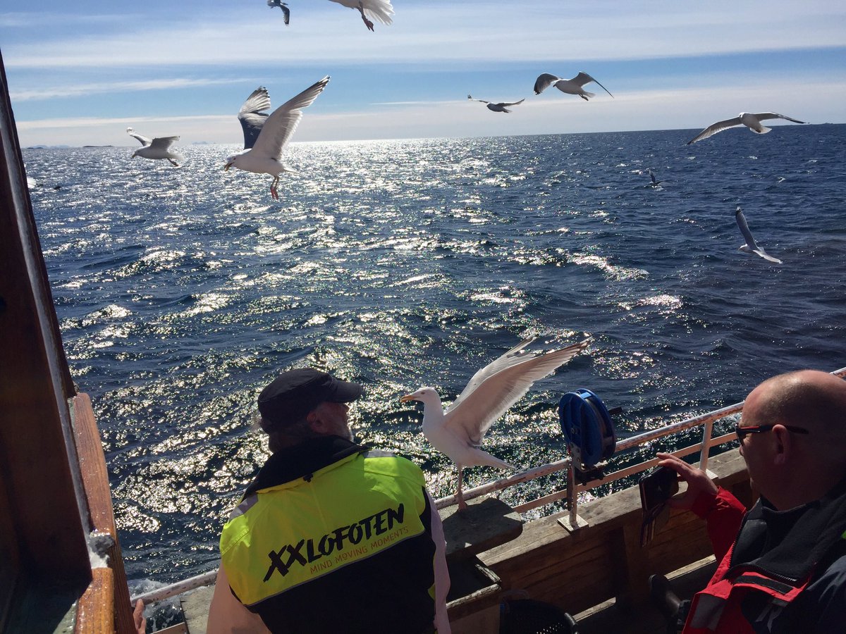 Todays fishing trip from Svolvær with #XXLofoten prompts the company of seagulls. Come explore #Lofoten with us: xxlofoten.no