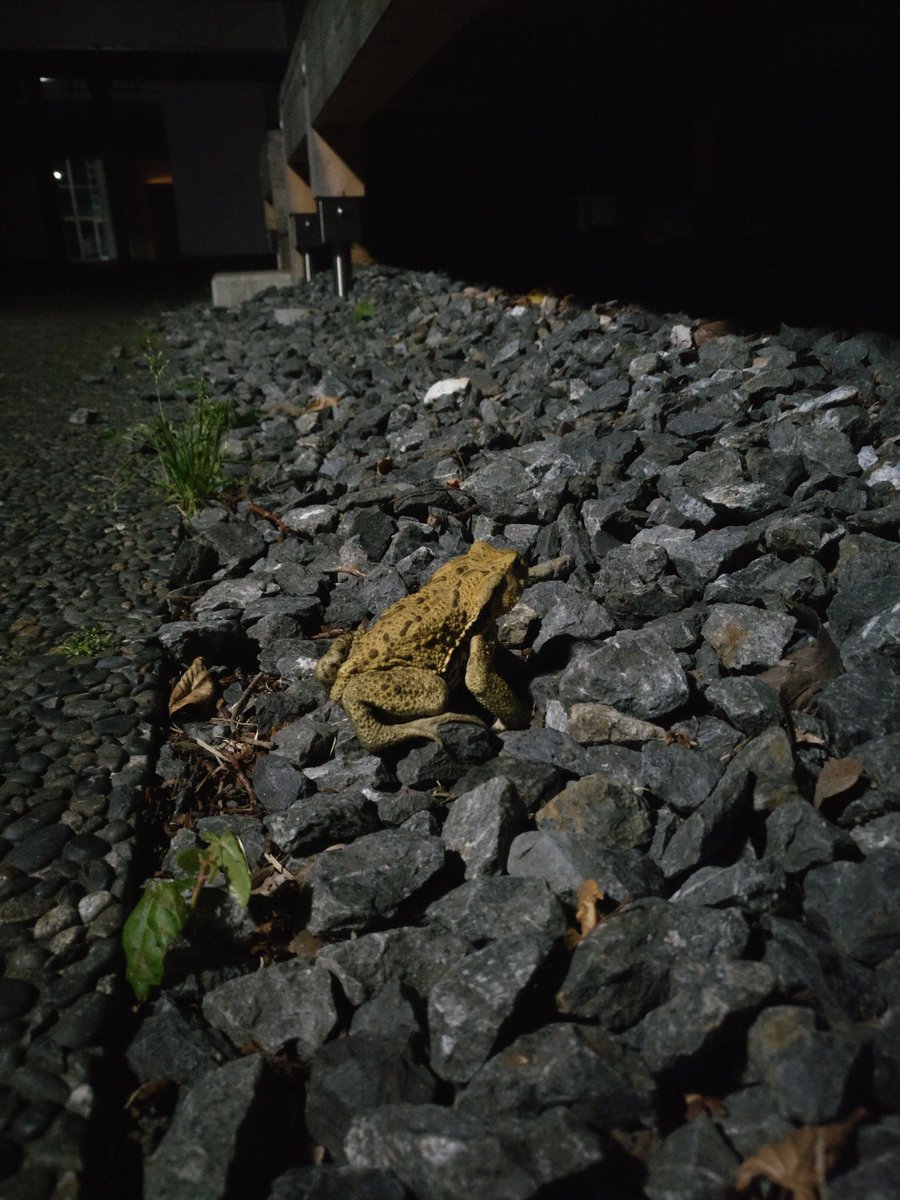 neckbeardify's tweet image. 深夜はカエルが涼んでるsfcでした。🐸