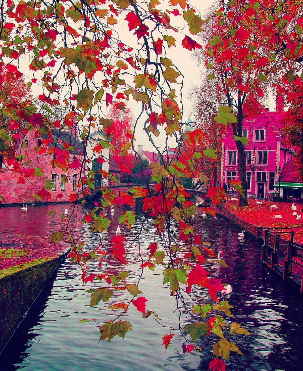 Caravaggioss_'s tweet photo. Belgium 💕🎼 https://t.co/pPTui2rbQh