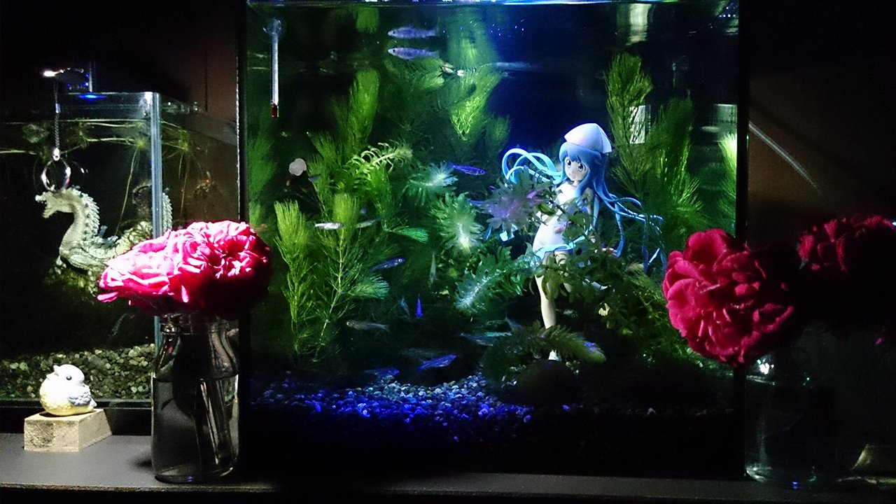 𝓜𝓪𝓸 固定タグ用に水槽2つとも撮り直しました S W ﾊﾟｼｬｯ 屋外飼育なので多々制限がありますが 少し拘りながら飼育してますです D 水槽 アクアリウム メダカ ミナミヌマエビ ヤマトヌマエビ ラギアクルス フィギュアリウム