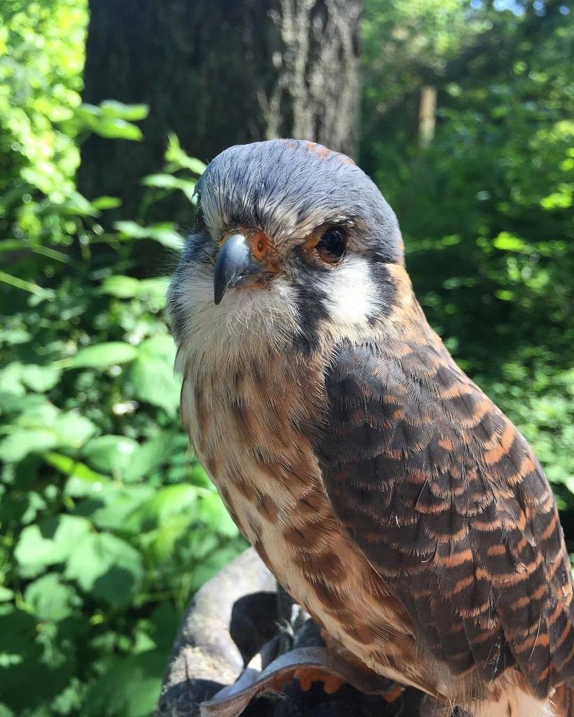 Islandraptors's tweet photo. Sweet little Kessy out enjoying the sun 💙☀️
•
•
#birdsofprey #birdsofinstagram #birds #islandraptors #birdsupclose… https://t.co/cAi9Wxpyep https://t.co/e4Edup630K