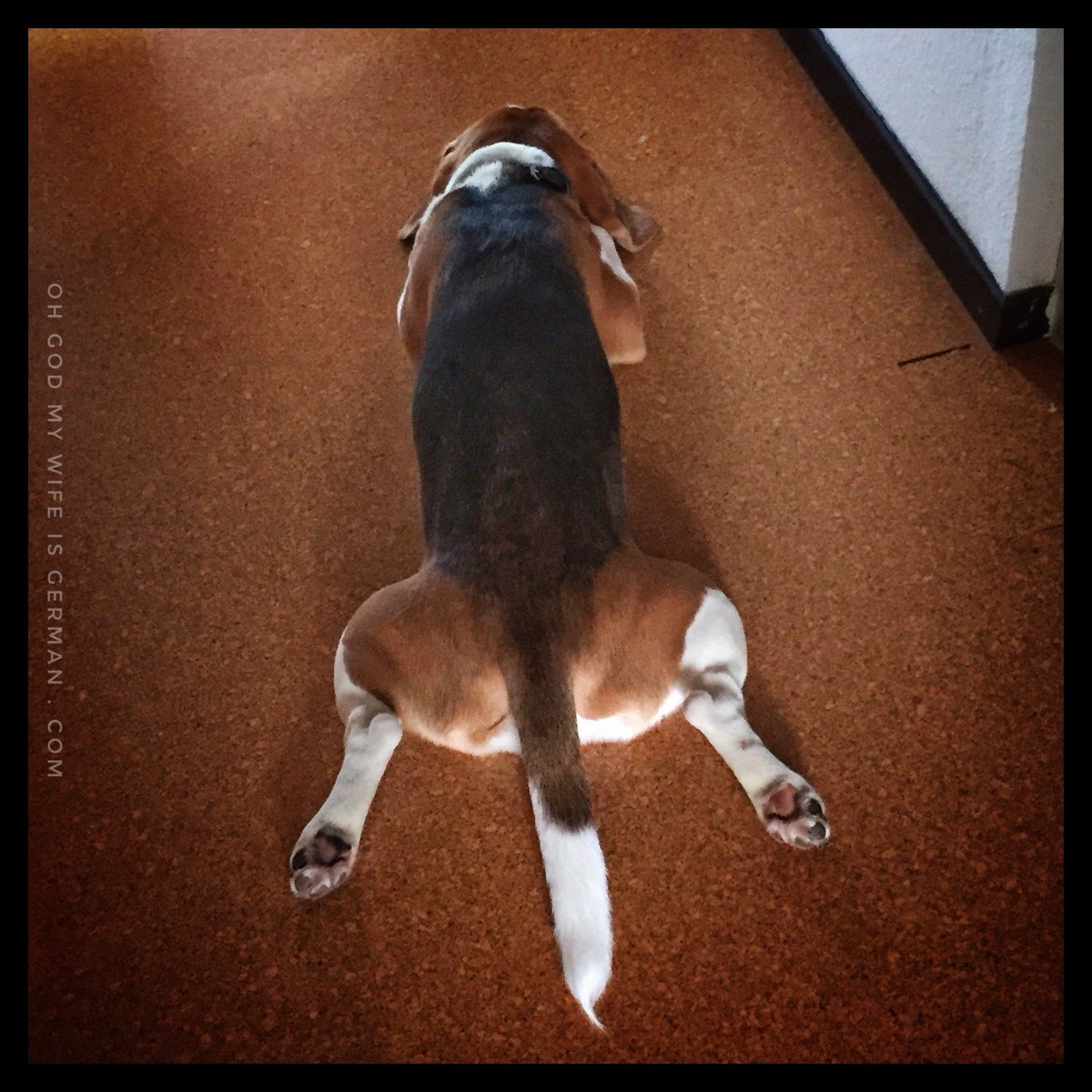 mywifeisgerman's tweet image. This is how our dog, @yetithebeagle, lies on the floor to cool off. (My hips ache just looking at him.) #Beagle #YogaMaster