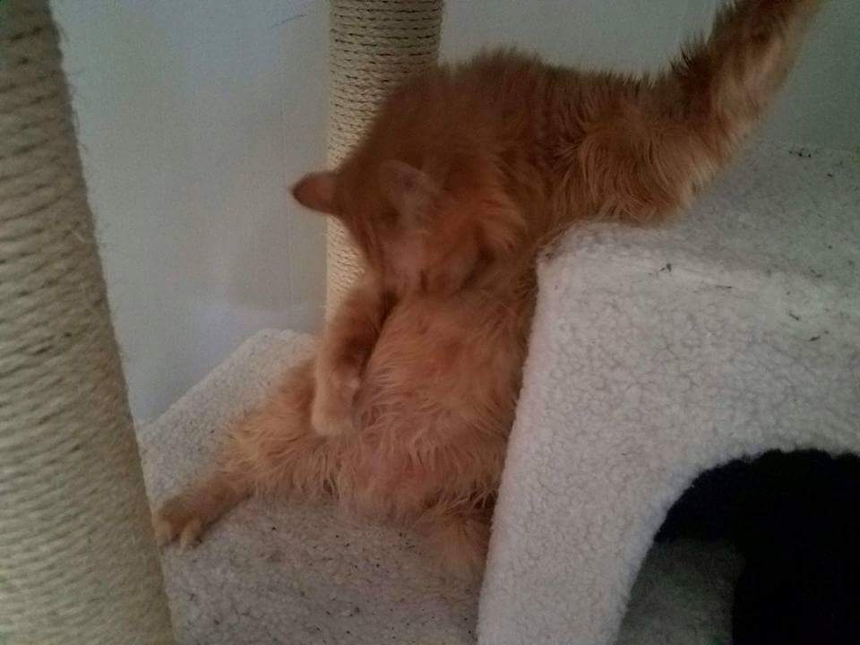 SexAndHunting's tweet photo. @rustyrockets My cat is an Elvis impersonator... https://t.co/G1EXKlYlkF