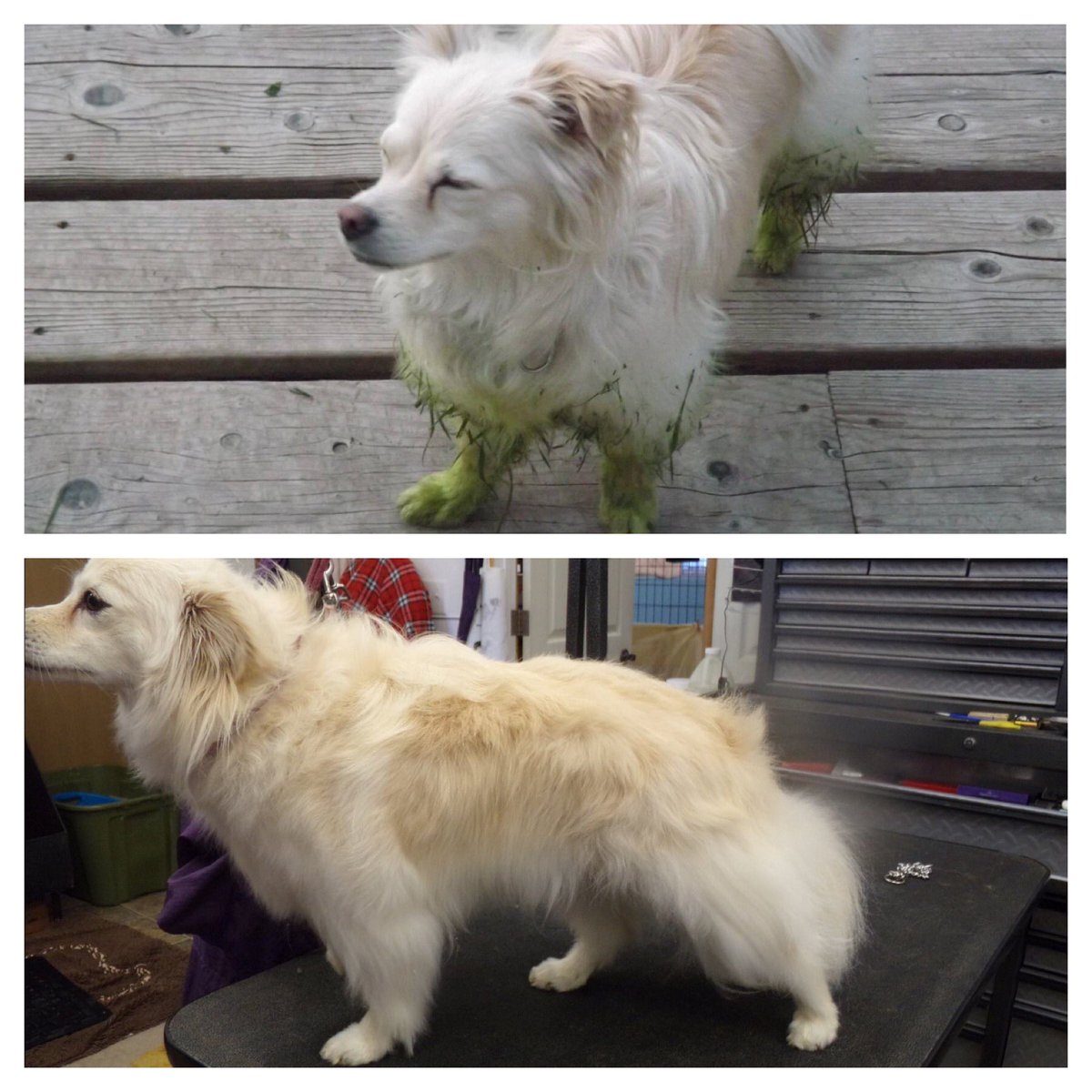 TheraCleanInc's tweet photo. Getting grass stains out is no fun. Look what just 1 #theracleanbath can do though! #theraclean #tcmicrobubbles #dogs #cleanhealthyskin https://t.co/j6m4wZttgb