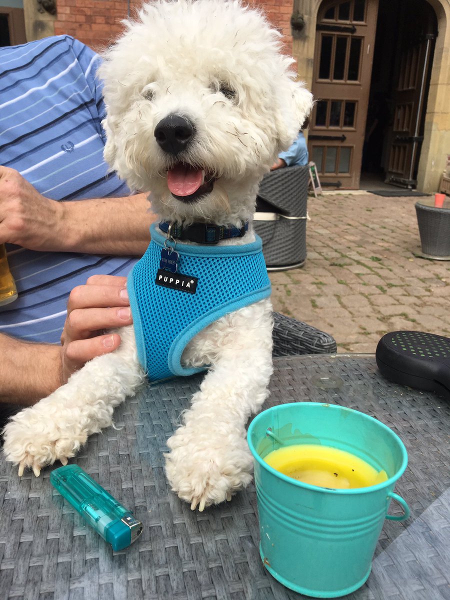 hammonster's tweet photo. @PetsatHome Oscar our 11 month old Bichon....quite a character! #VIPjun2017 https://t.co/4mkSRNZ1wC