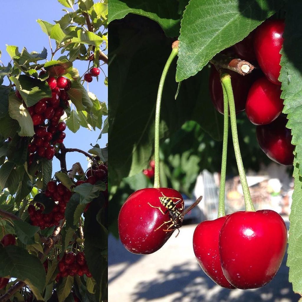 ADPSANTIQUES's tweet photo. Blue skies, cherries ......and hungry wasp! #coloursofprovence #cherrytree #naturesbounty #antiquebuyinginfrance #… https://t.co/EpRl5SUd43 https://t.co/ccXOmE53yD