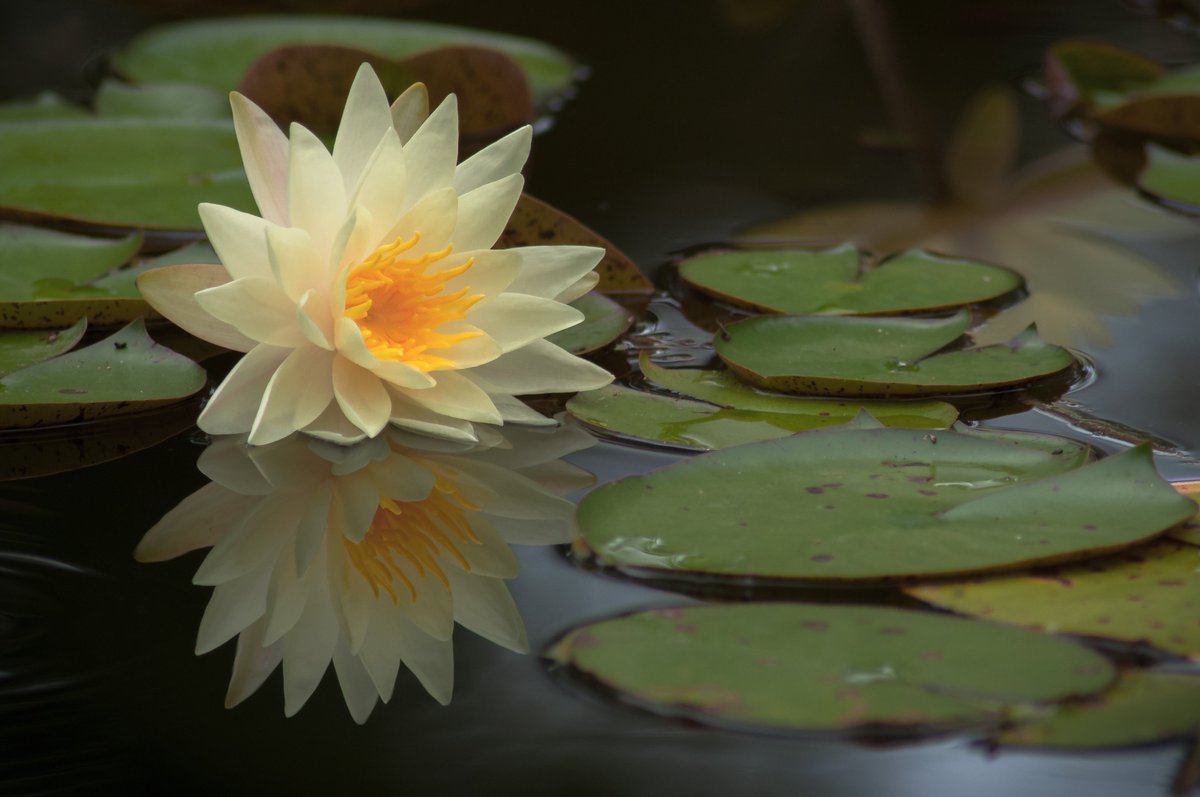 Arcuedes_Cosmos's tweet photo. #FineArtAmerica #WallArt #Lotus #WaterLily #homedecor #art #artprint
https://t.co/dfZE5CpL8l https://t.co/KmTUMtJth5