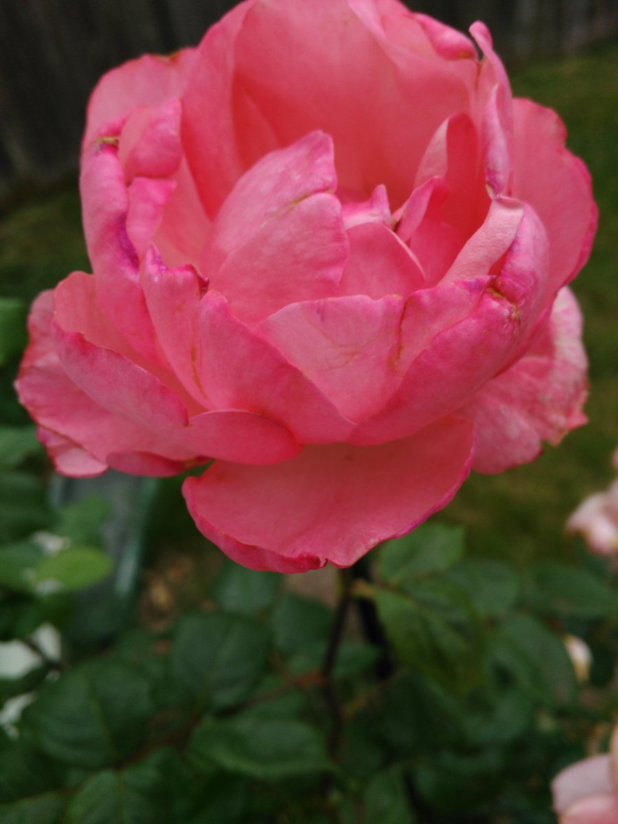 Rhonda Clark tweet media