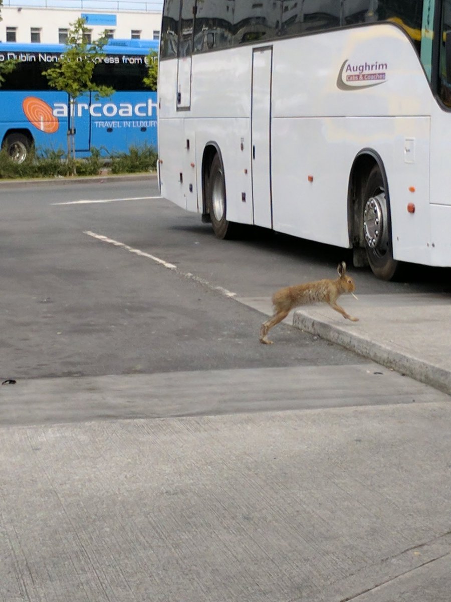 ach0's tweet image. In things I never expect, a hare with a cigarette in its mouth just ran past me @DublinAirport! Duty free? #cigharette #nothingtodeclhare