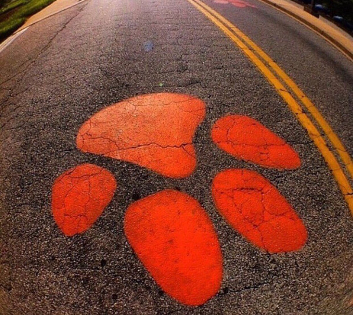 ClemsonUniv's tweet photo. How will you always find #Clemson? 

Just follow the paws! 🐾 https://t.co/wK2NakU2nq