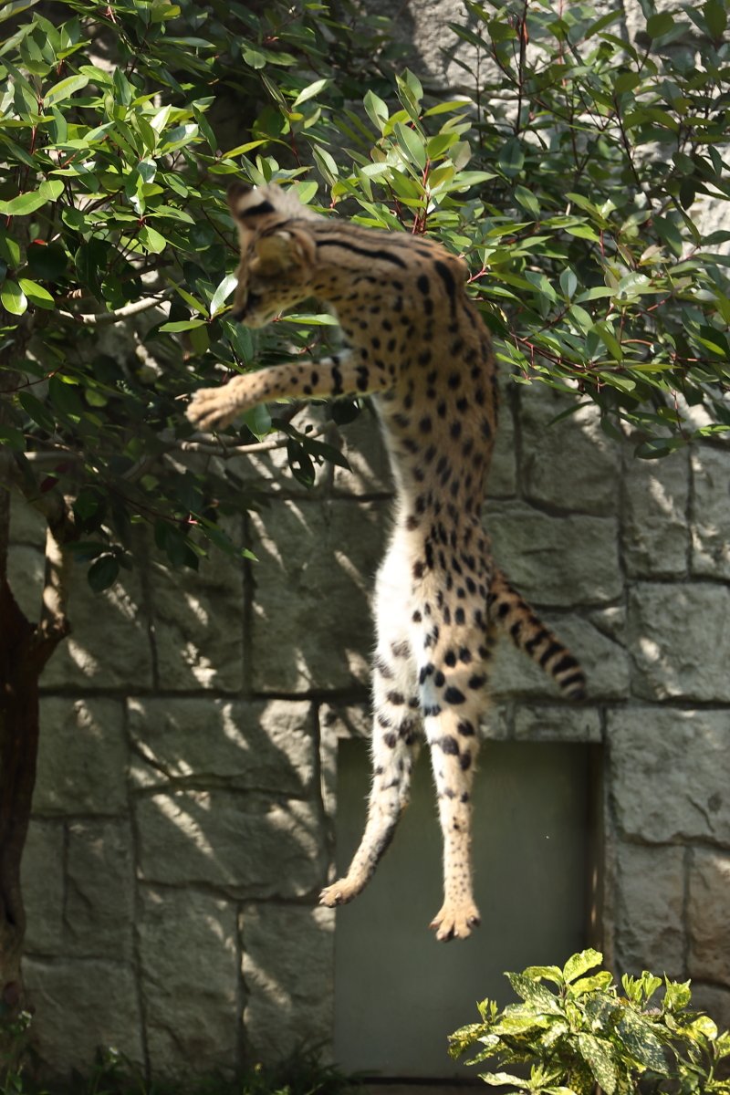 多摩動物公園のリアルサーバルちゃんがすしざんまいのポーズを披露 コラ画像にしてみました あのポーズはフィクションじゃなかった けものフレンズ Togetter