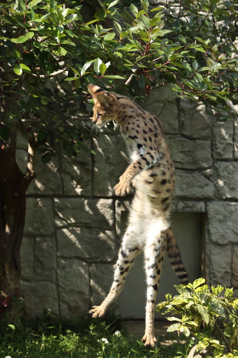多摩動物公園のリアルサーバルちゃんがすしざんまいのポーズを披露 コラ画像にしてみました あのポーズはフィクションじゃなかった けものフレンズ Togetter