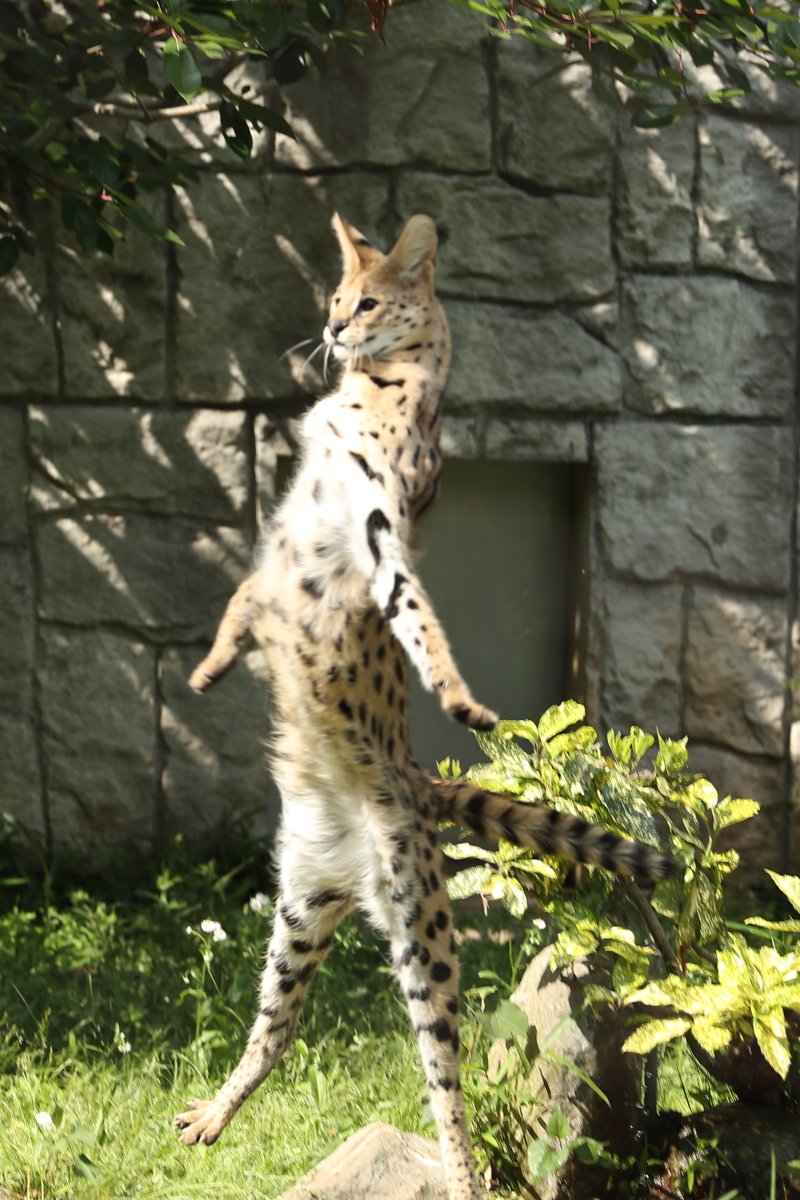 多摩動物公園のリアルサーバルちゃんがすしざんまいのポーズを披露 コラ画像にしてみました あのポーズはフィクションじゃなかった けものフレンズ Togetter
