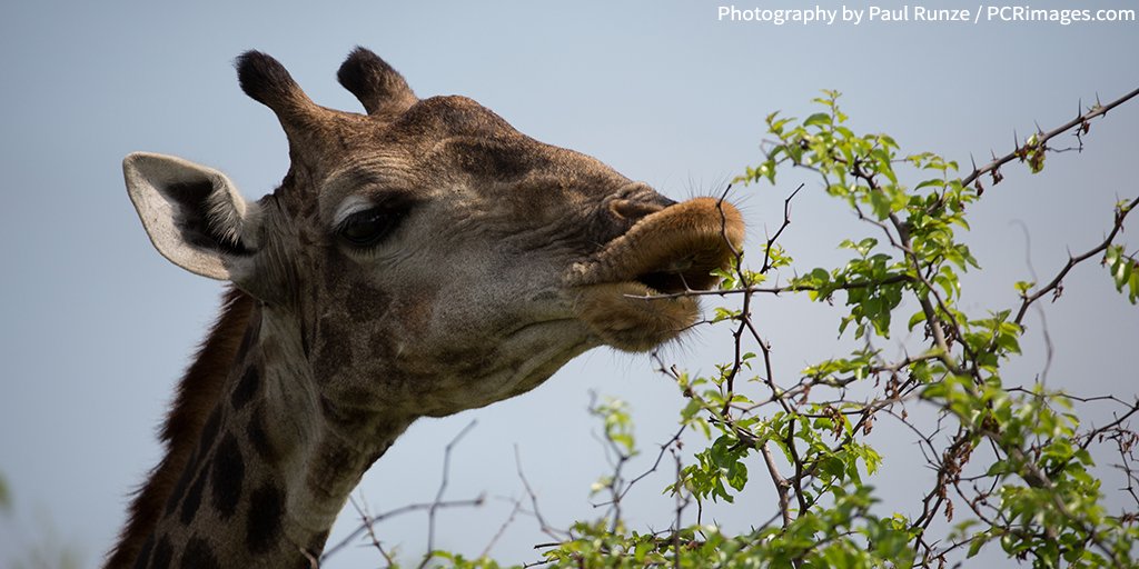AWF_Official's tweet photo. #Giraffes eat 16 to 20 hours a day. #AWFfacts https://t.co/X7GfBc37QO https://t.co/h9TSmDsDsJ