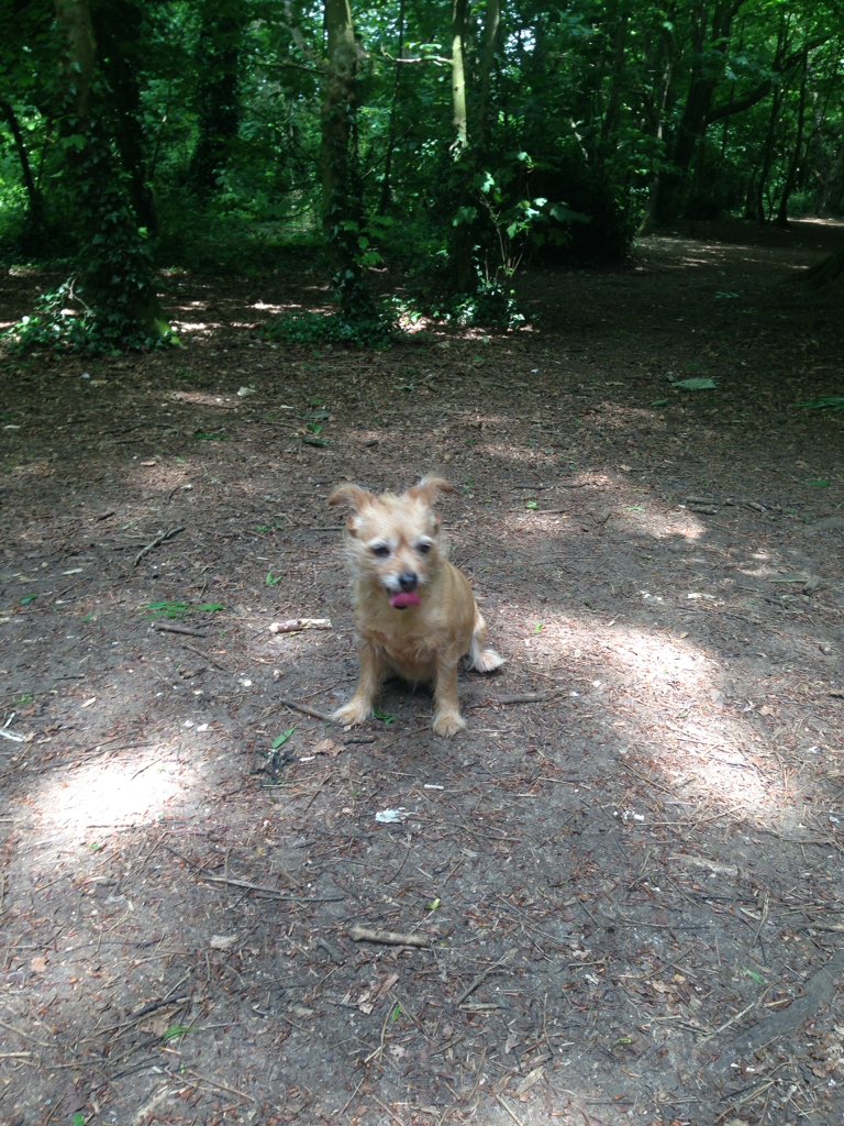 Tilly_the_dog's tweet photo. @3jdog3 @WestieBichon @IzzyWeechon Walking! https://t.co/J0Bb8k5Blq