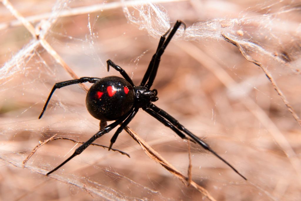 MorenoInsAgcy's tweet photo. The 10 Most Dangerous Bugs to Watch Out for This Summer: https://t.co/HwQB4QRY1q https://t.co/7frOsriFL3