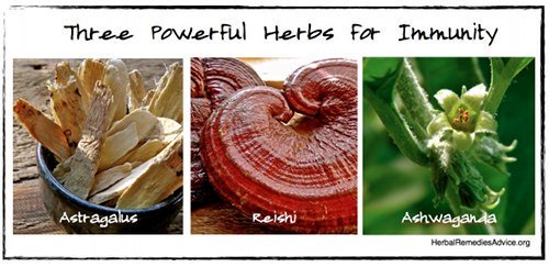 RosaleeForet's tweet photo. Herbs for the Immune System https://t.co/cppYcaNQTk https://t.co/hIFARQ4VeE