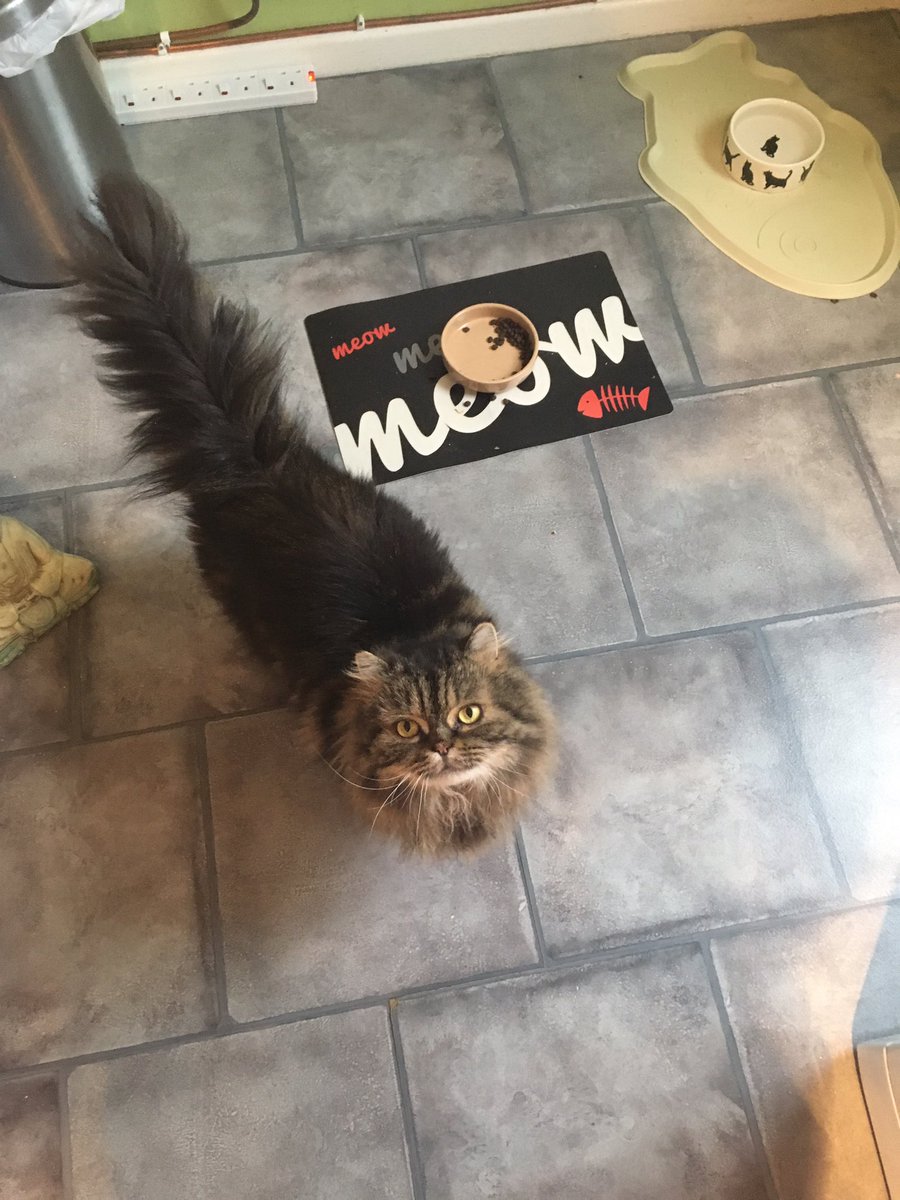 fluffybasil's tweet photo. Gimme my birthday tuna mum! 🐟🐟❤️🎉😻 @hugo4de @Joeybird @clawdiathecat @MoetBlindCat @Tonithecat32 @KittyHavenNY @MissPurrfect23 @pipnic2 https://t.co/H4h6XB3RGa