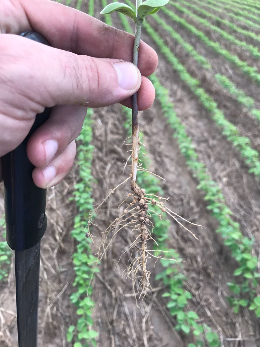 aluizionassi's tweet image. estudio.folha.uol.com.br/foco-nas-cidad…

Parabéns à @Teresa_Surita e o Secretário Marlon Buss!!

#Soja_Roraima 
#Roraima_HemisférioNorte 
#Roraima_SemIgual