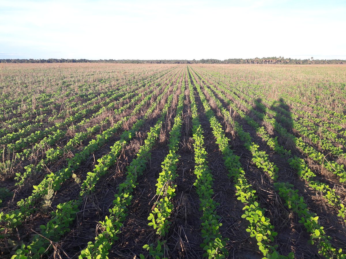 aluizionassi's tweet image. estudio.folha.uol.com.br/foco-nas-cidad…

Parabéns à @Teresa_Surita e o Secretário Marlon Buss!!

#Soja_Roraima 
#Roraima_HemisférioNorte 
#Roraima_SemIgual