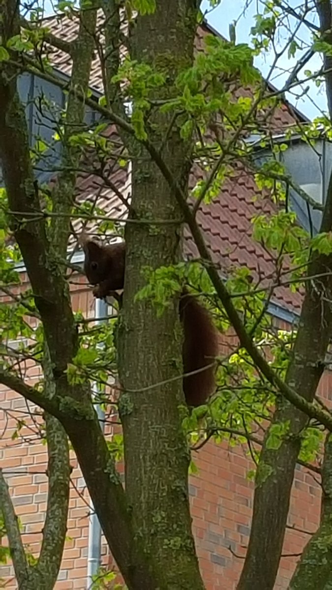 TJ_Kiwi's tweet photo. and getting inspired by @dark_matterTV #Android @ZoiePalmer I see #Coffee #HotChocolate #BathroomHooks #Squirrels everywhere πππ https://t.co/CiBERc5ZCv
