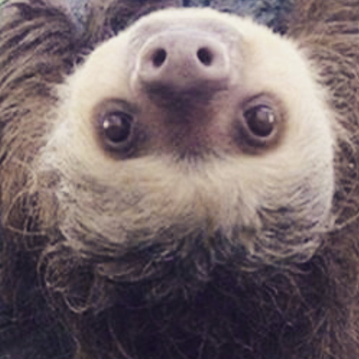 RastaSloth's tweet image. #NewProfilePic