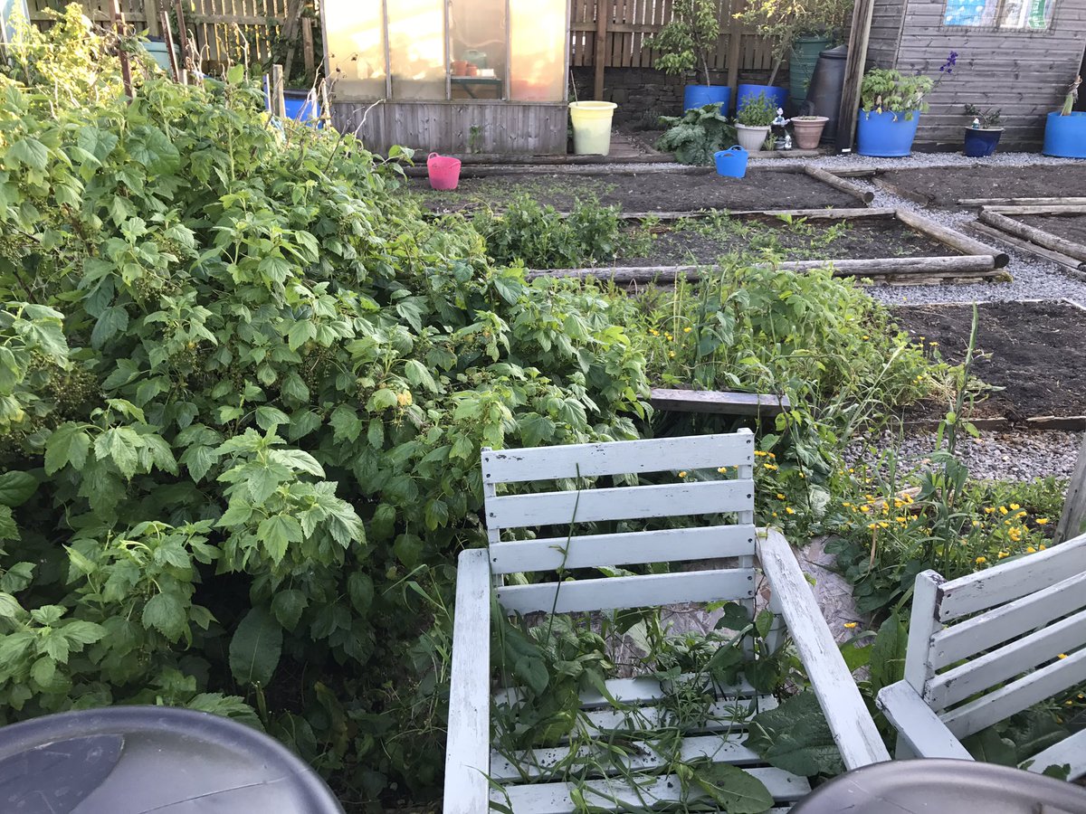 BradfordBryony's tweet photo. So pleased with our #allotment, achieved a lot in 9 months. Still a way to go though... waging war on docks #weeds #gyo #honestphoto https://t.co/Dlu8PCta2S