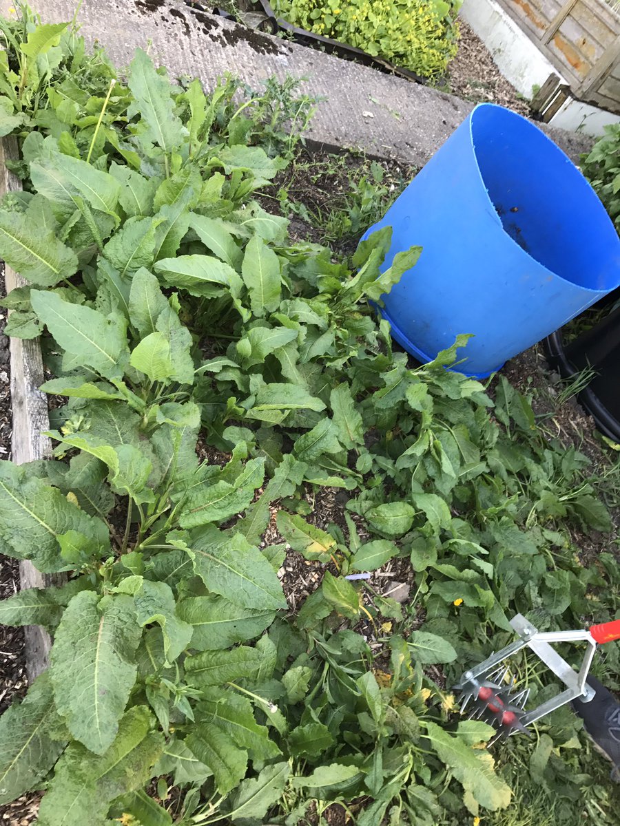 BradfordBryony's tweet photo. So pleased with our #allotment, achieved a lot in 9 months. Still a way to go though... waging war on docks #weeds #gyo #honestphoto https://t.co/Dlu8PCta2S