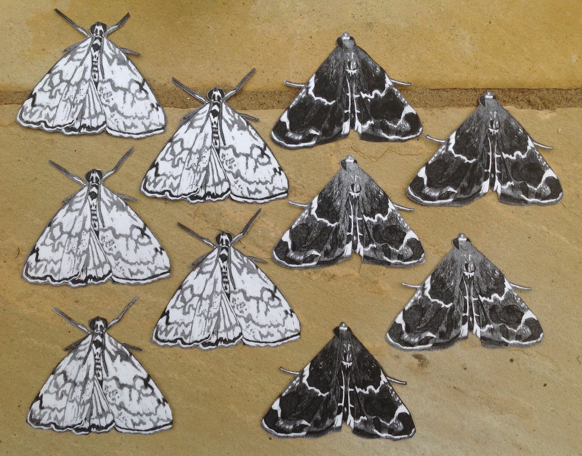 JeanEd70's tweet photo. Moths ready to migrate to @AdventureArtist #mothmigrationproject @IAmSciArt #collagraph #printmaking https://t.co/z2Xr00Bzpz