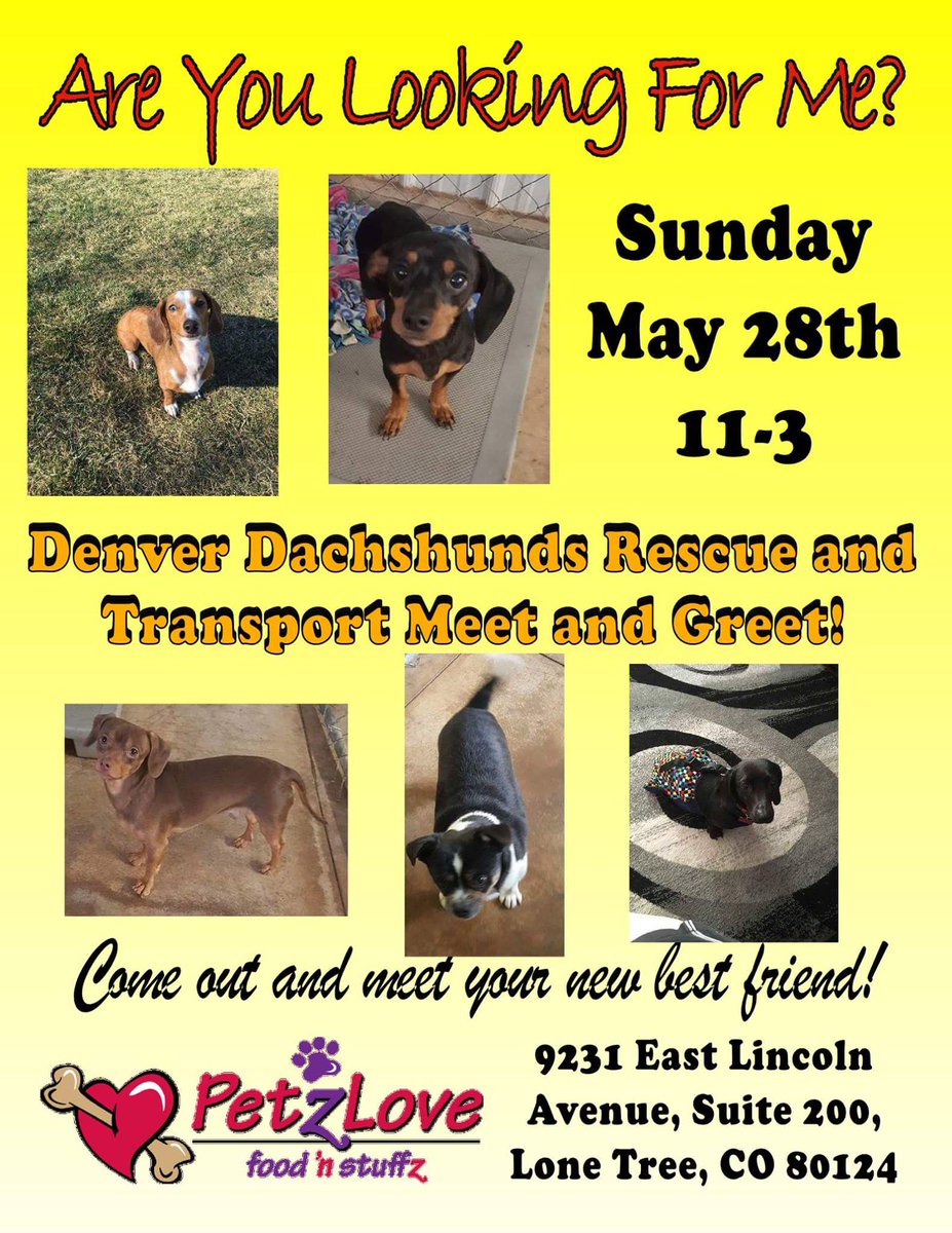 DenverDachshund's tweet image. Meet and greet is starting now! If you're out in Lone Tree, come say hello and meet your new #bestfriend #thesecuties #rescuedog