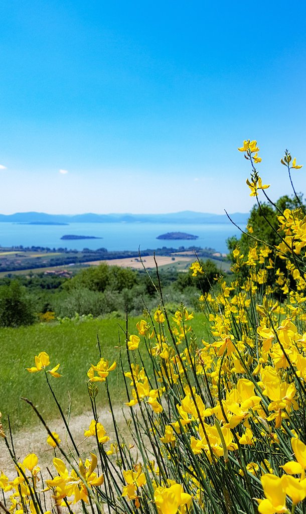 lorenzoborgia's tweet photo. #lago #trasimeno #isole #ginestre #maggio #trasimenolake#island #between #grose #may #spring
#umbria #italy #travel #nature #lake #ginestra https://t.co/FV79NWgcO4
