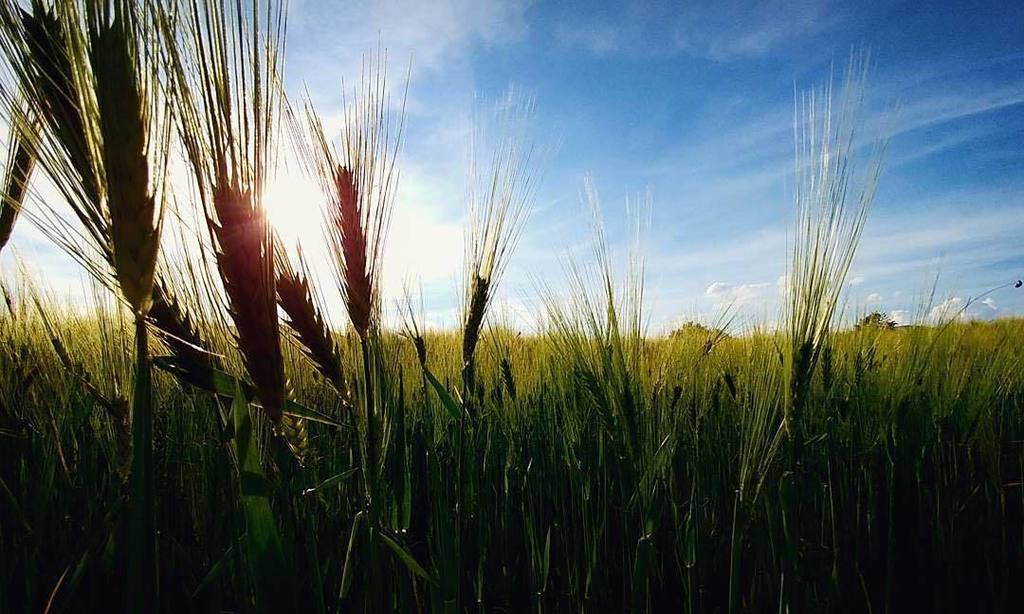 welovealsace's tweet photo. Si le blé m'file du bonheur, j'me ferais p't'être agriculteur. 🌾🌤 📷 @mlr.laure
Selection @unefillenalsace
#visitalsace #chatenois #visitse… https://t.co/N6U64kUFSY