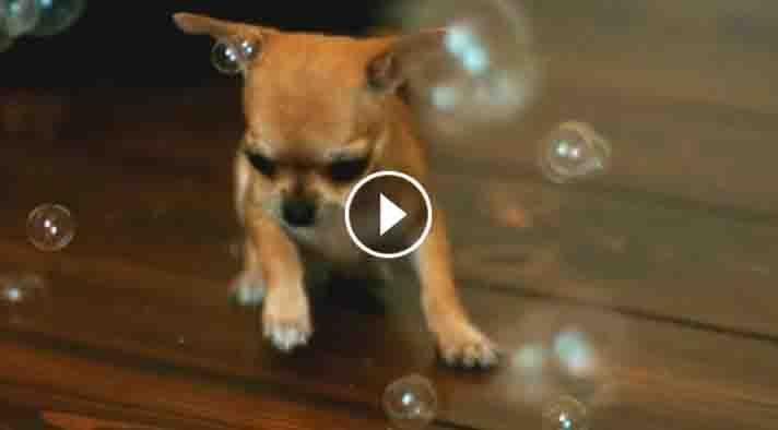 UnexpectedEnt's tweet image. They Let Their Chihuahua Play With Bubbles. But They Never Expected Him To React Like… unexpectedentertainment.net/chihuahua-play…