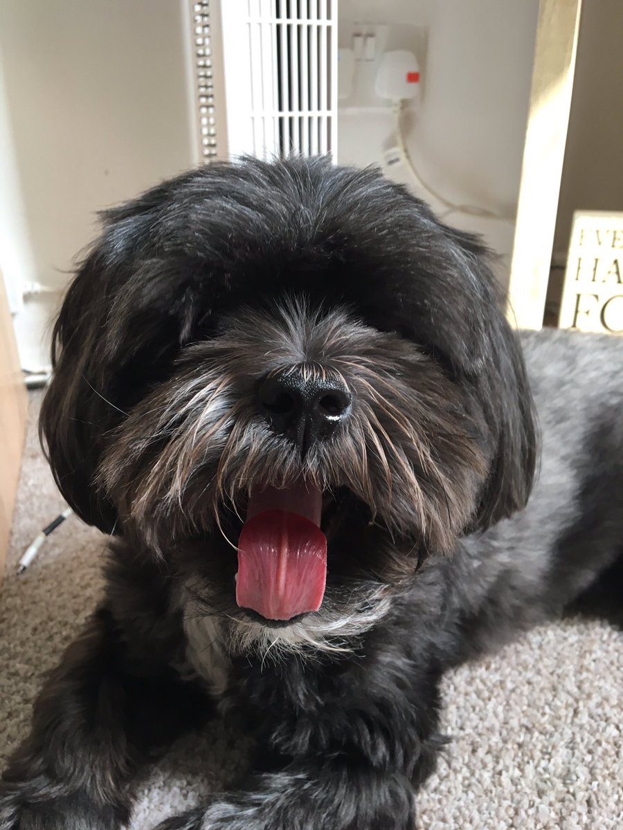 JoGriffin07's tweet photo. My handsome boy Rocky! #VIPJun2017 https://t.co/F1ORho0VuT