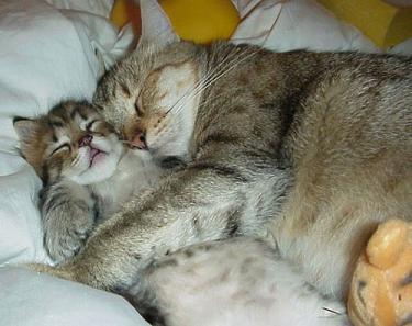 Respectons Bonne Fete A Toutes Les Mamans Bonnefetemaman Bonnefeteatouteslesmamans Bonnefetedesmeres Amour Tendresse Chat Chien Animaux Pa T Co Uj6k5onwed
