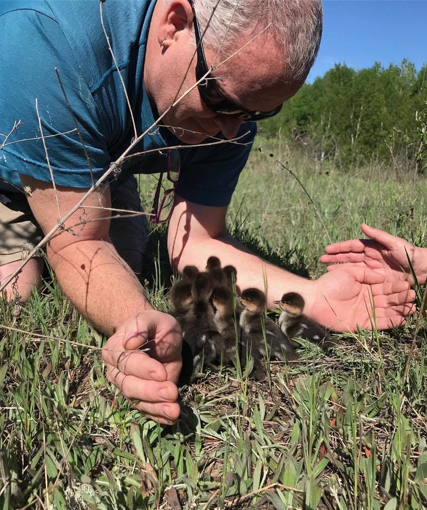 MotelPossible's tweet image. "Are you my mother?" This brood of ten wood ducklings came waddling down our driveway and into our hearts. Dave pl… ift.tt/2rcGt4x