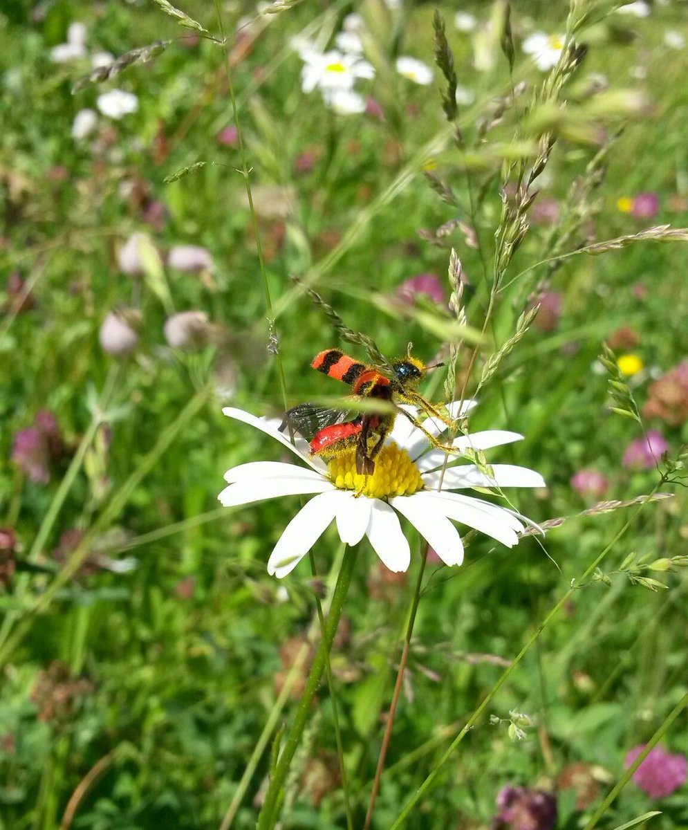 SamuelMarent's tweet photo. #Trichodes apiarius, #Cleridae, #Coleoptera https://t.co/yZhlr3Uvd5