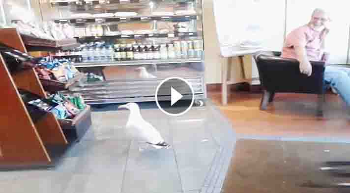 UnexpectedEnt's tweet image. Sneaky Seagull Walked Into A Store. Now Wait Till You See What He Did Next—YIKES! unexpectedentertainment.net/sneaky-seagull/