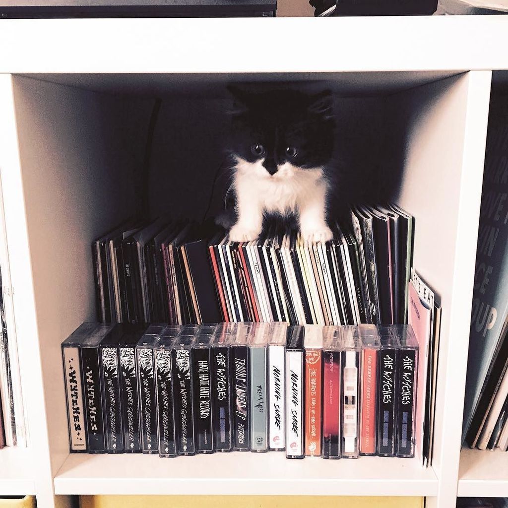 MineralLick's tweet photo. Ripley 😻😻 #catsofinstagram #dickhead #kittensofinstagram https://t.co/jD9nfJY0ld https://t.co/I5co5Z99s3